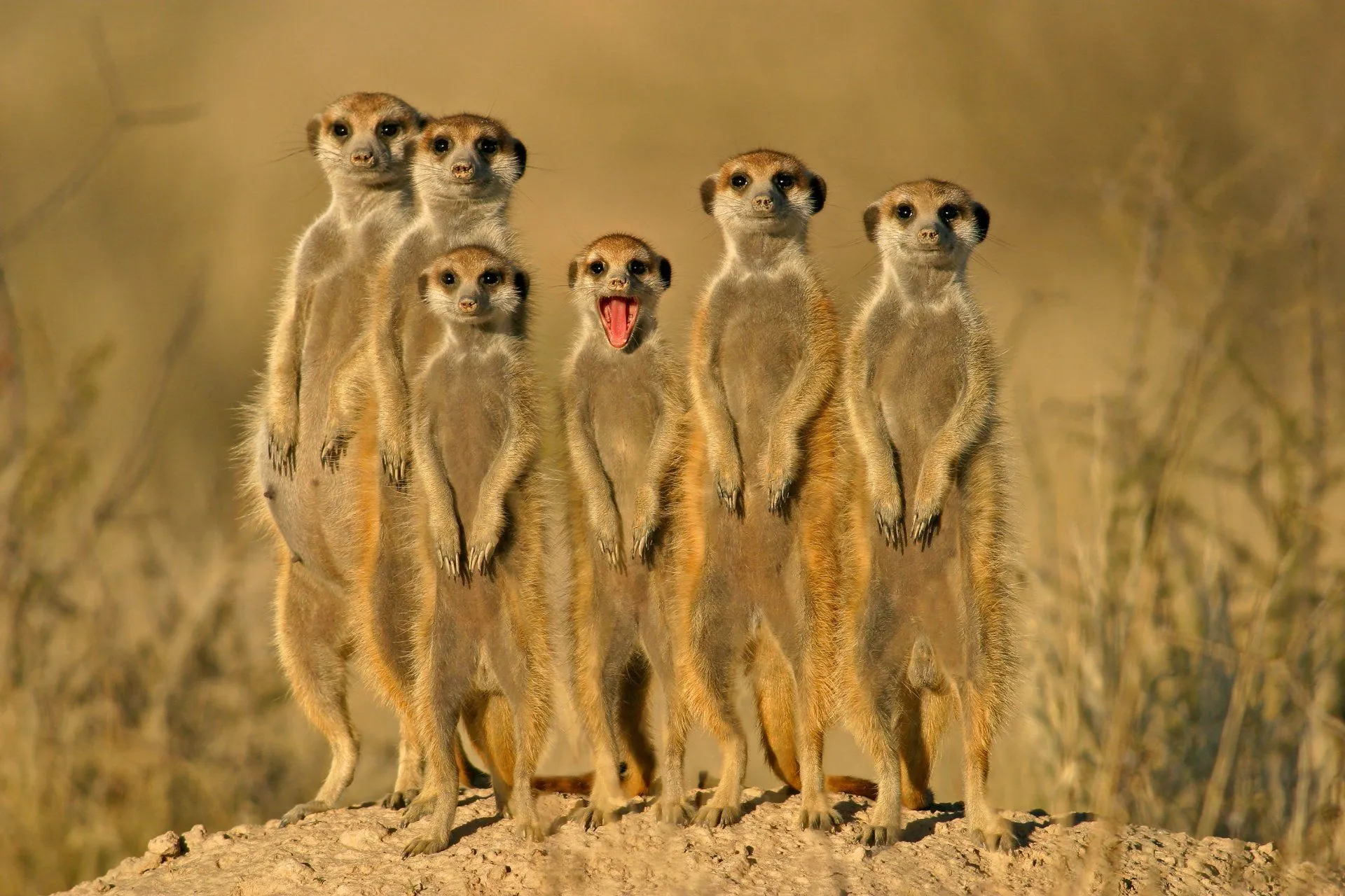 Eine Gruppe von Erdmännchen steht zusammen